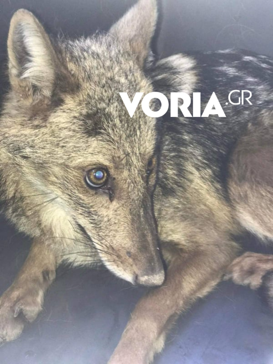 Θεσσαλονίκη: Τραυματισμένο μικρό τσακάλι βρήκε καταφύγιο σε βιβλιοπωλείο - Δείτε φωτογραφίες