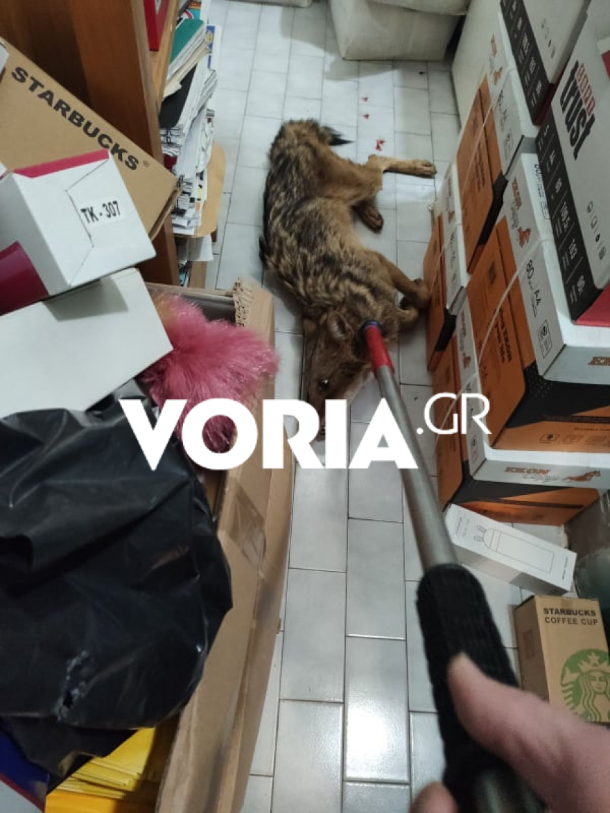 Θεσσαλονίκη: Τραυματισμένο μικρό τσακάλι βρήκε καταφύγιο σε βιβλιοπωλείο - Δείτε φωτογραφίες