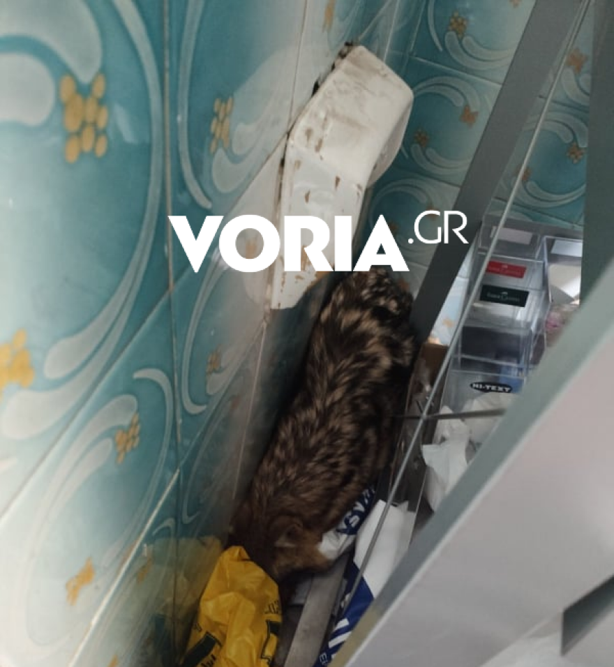 Θεσσαλονίκη: Τραυματισμένο μικρό τσακάλι βρήκε καταφύγιο σε βιβλιοπωλείο - Δείτε φωτογραφίες