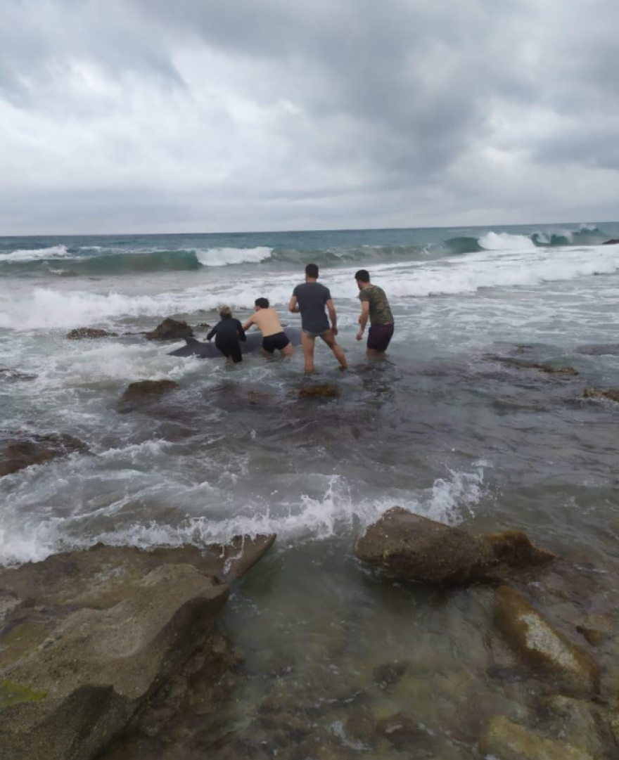 Κέρκυρα: Επιτυχής διάσωση και τρίτης ραμφοφάλαινας