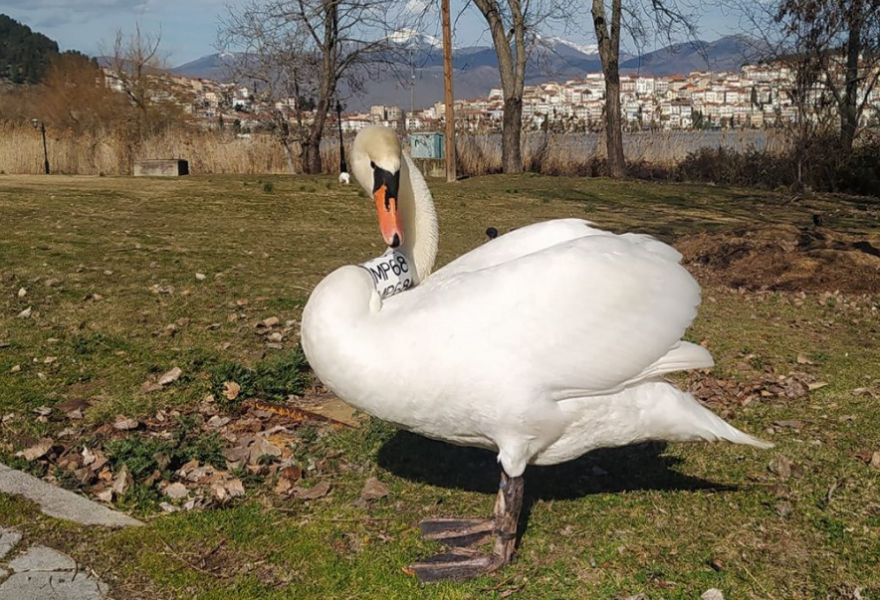 Καστοριά: Ο θρήνος ενός αρσενικού κύκνου... για τον χαμό της αγαπημένης του