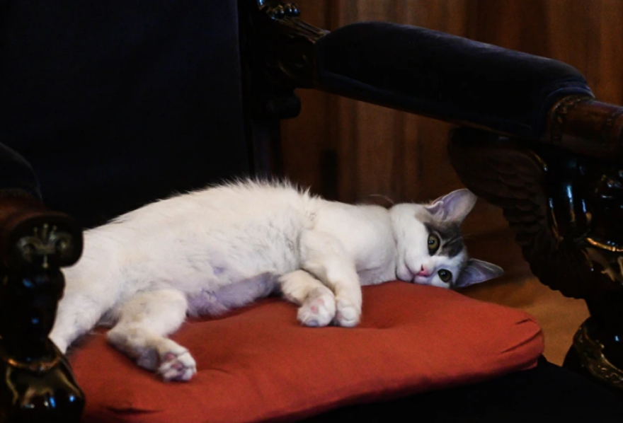 Κατερίνα Σακελλαροπούλου: Η ανάρτηση στο instagram με τη γάτα της με αφορμή την παγκόσμια ημέρα αδέσποτων ζώων