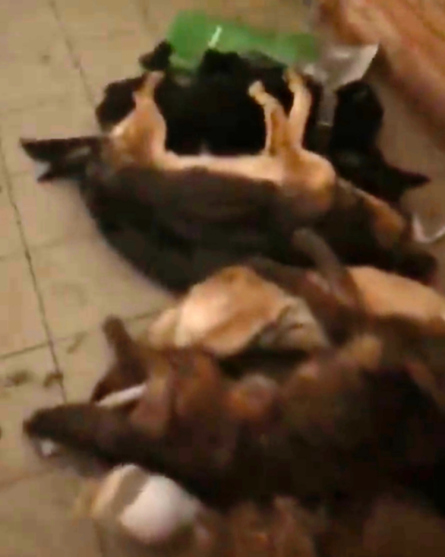 Πόλεμος στην Ουκρανία: Περισσότερα από 300 σκυλιά πέθαναν από την πείνα σε καταφύγιο - Προσοχή σκληρές εικόνες