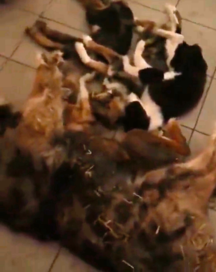 Πόλεμος στην Ουκρανία: Περισσότερα από 300 σκυλιά πέθαναν από την πείνα σε καταφύγιο - Προσοχή σκληρές εικόνες