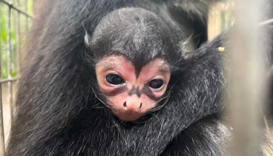 ΗΠΑ - Φλόριντα: Γεννήθηκε μαϊμουδάκι... νυχτερίδα με το σύμβολο του Batman - Δείτε βίντεο