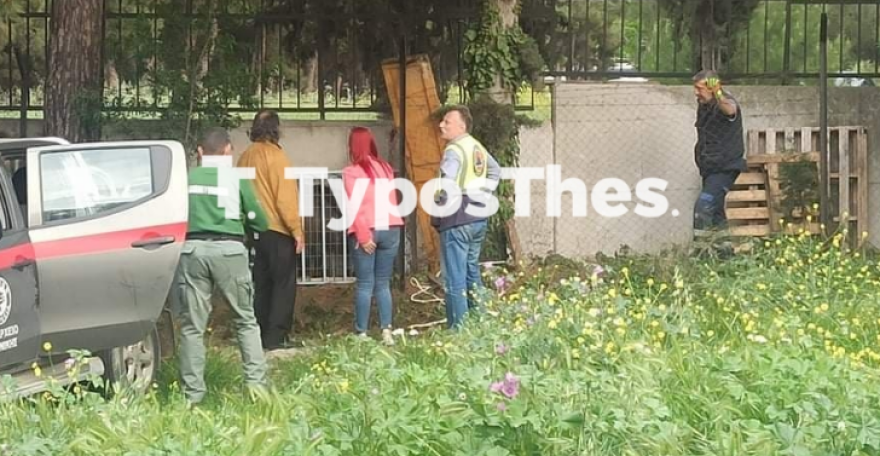 Κυνήγι με τα αγριογούρουνα στη Θεσσαλονίκη - Βίντεο