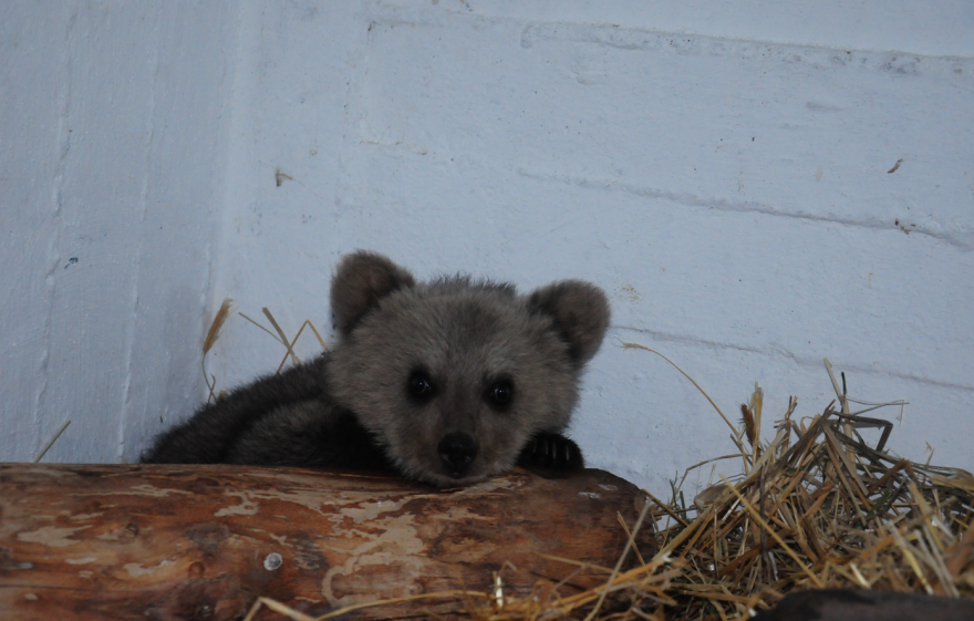 Φλώρινα: Ο Θωμάς, ένα αξιολάτρευτο... αρκουδάκι βρέθηκε να περιπλανιέται χωρίς τη μητέρα του (φωτογραφίες)