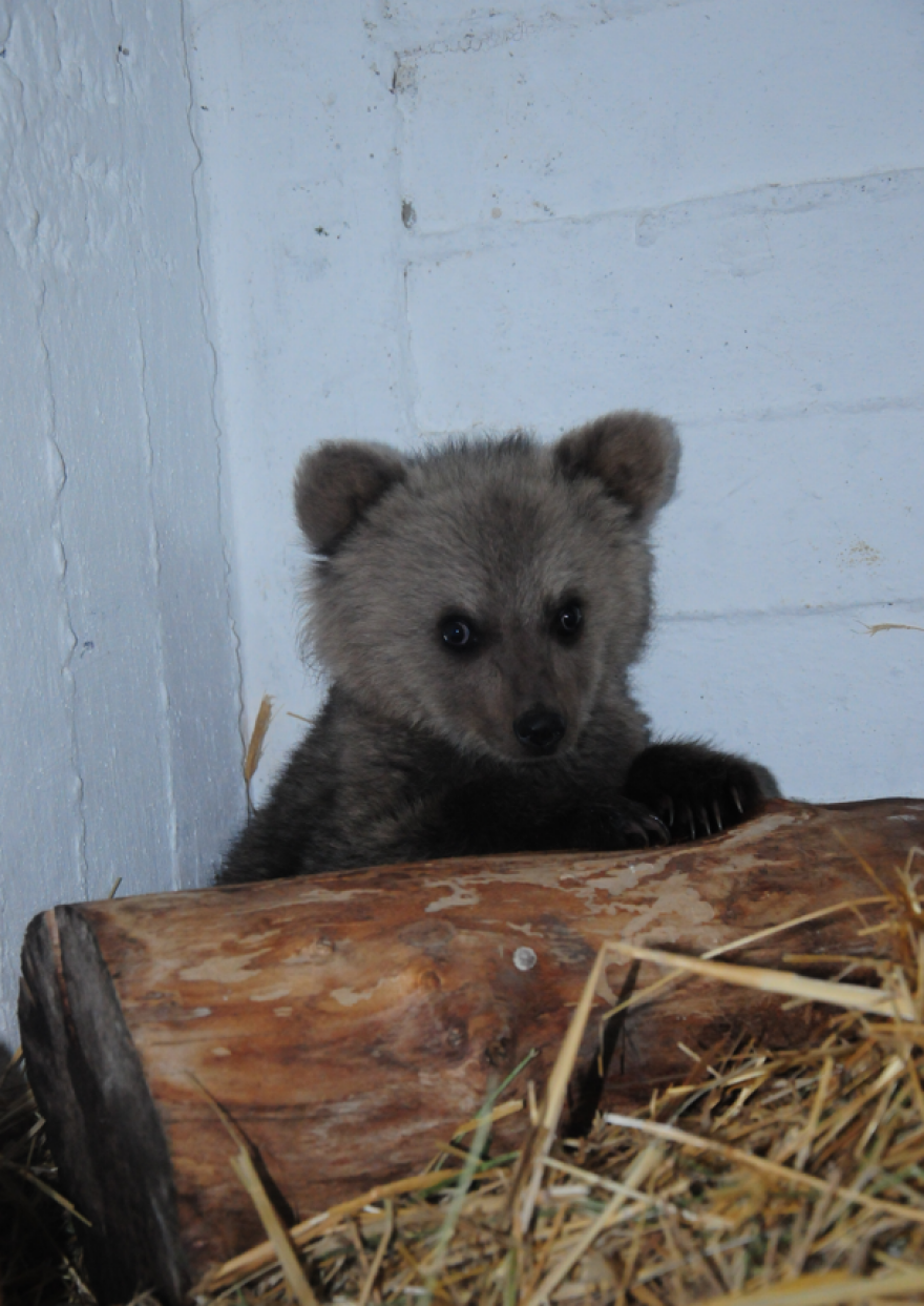 Φλώρινα: Ο Θωμάς, ένα αξιολάτρευτο... αρκουδάκι βρέθηκε να περιπλανιέται χωρίς τη μητέρα του (φωτογραφίες)