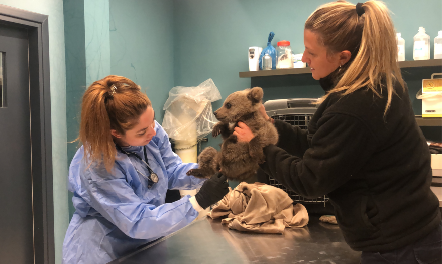 Φλώρινα: Ο Θωμάς, ένα αξιολάτρευτο... αρκουδάκι βρέθηκε να περιπλανιέται χωρίς τη μητέρα του (φωτογραφίες)