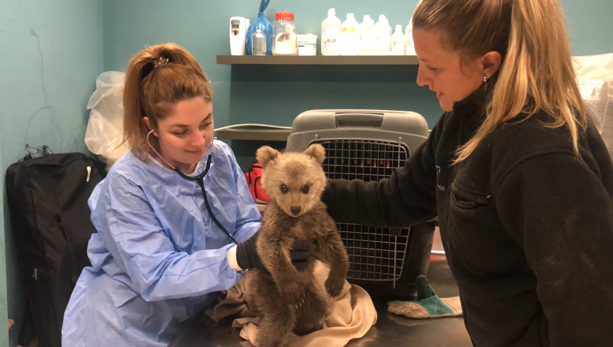 Φλώρινα: Ο Θωμάς, ένα αξιολάτρευτο... αρκουδάκι βρέθηκε να περιπλανιέται χωρίς τη μητέρα του (φωτογραφίες)