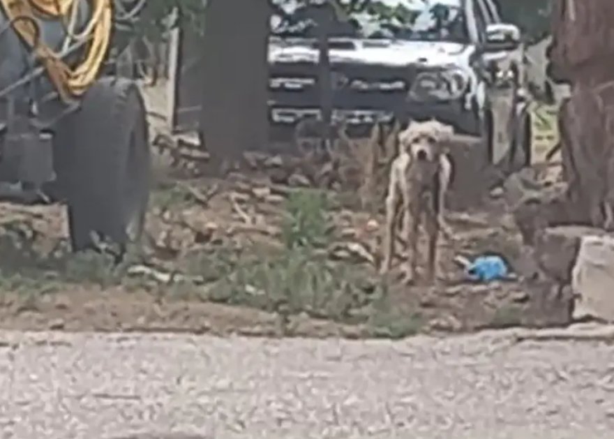 Εικόνες ντροπής από Φθιώτιδα: Είχαν για χρόνια αλυσοδεμένο τυφλό σκύλο