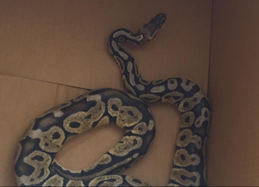 Πύθωνας έκοβε βόλτες σε σαλόνι διαμερίσματος στην Αγία Παρασκευή
