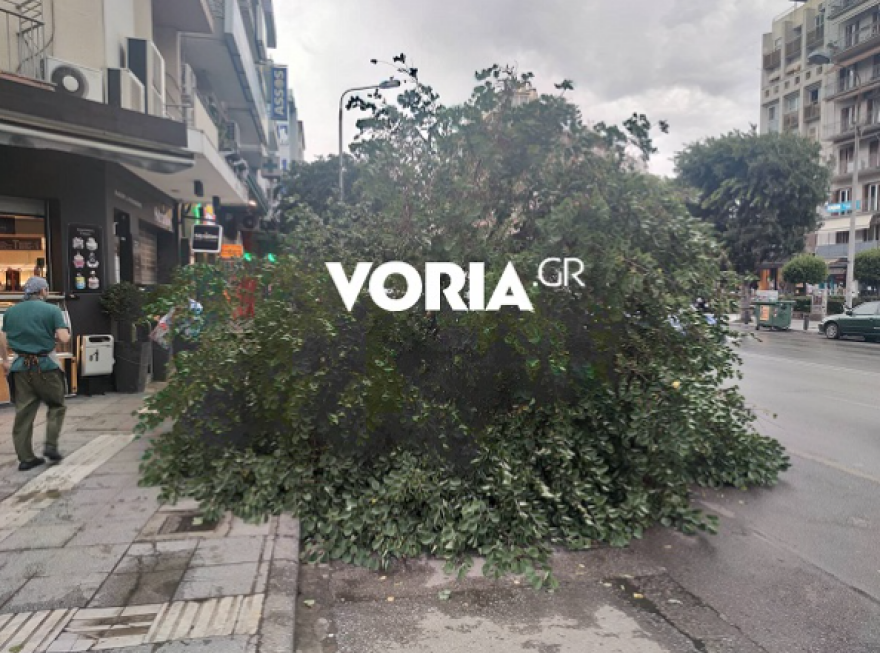 Θεσσαλονίκη: Δέντρο ξεριζώθηκε και... έπεσε πάνω σε ταξί - Δείτε βίντεο και φωτογραφίες