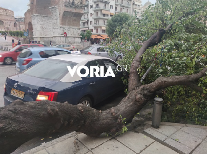 Θεσσαλονίκη: Δέντρο ξεριζώθηκε και... έπεσε πάνω σε ταξί - Δείτε βίντεο και φωτογραφίες