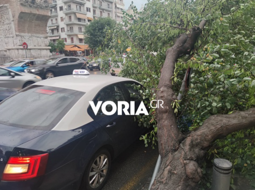 Θεσσαλονίκη: Δέντρο ξεριζώθηκε και... έπεσε πάνω σε ταξί - Δείτε βίντεο και φωτογραφίες
