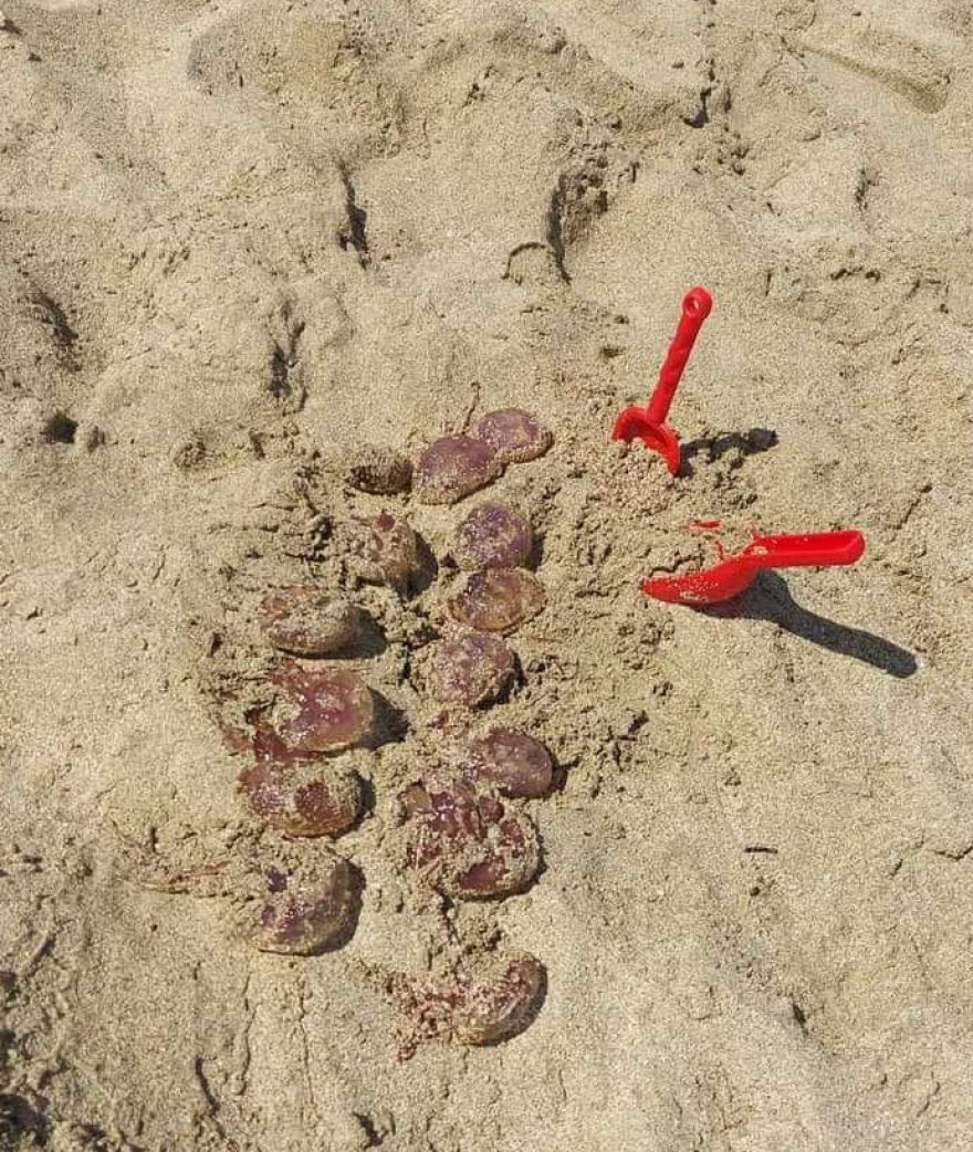 Κρήτη: Οι μωβ μέδουσες έφτασαν στα Φαλάσαρνα - Λουόμενοι μάζεψαν πάνω από δέκα