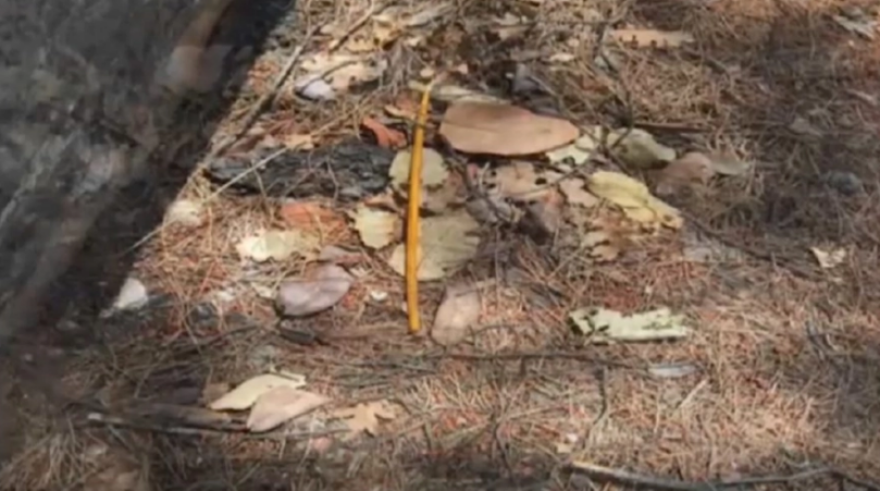 Μαλακάσα: Προφυλακίστηκε ο Βρετανός που κατηγορείται για τη φωτιά