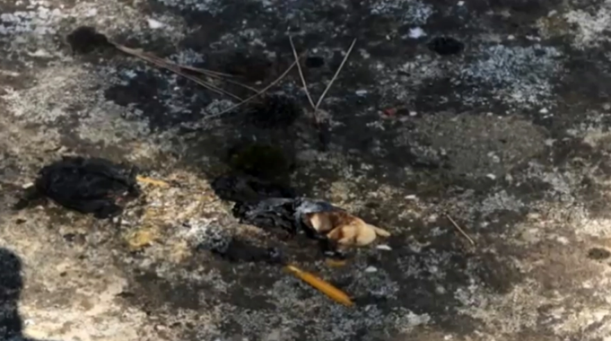 Μαλακάσα: Προφυλακίστηκε ο Βρετανός που κατηγορείται για τη φωτιά