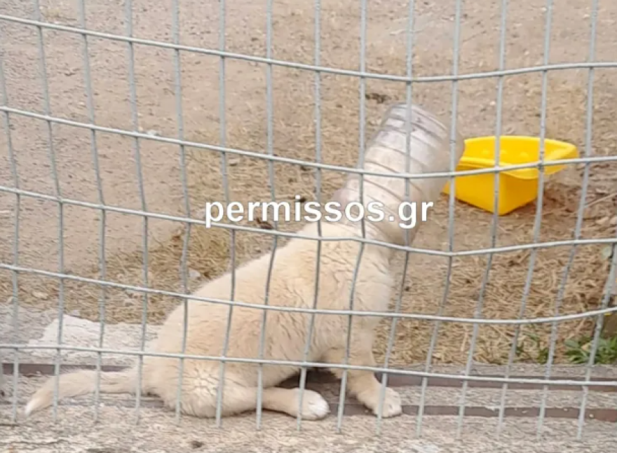 Θήβα: Πυροσβέστες έσωσαν σκυλίτσα - Σφήνωσε σε πλαστικό μπουκάλι και δεν έπαιρνε ανάσα