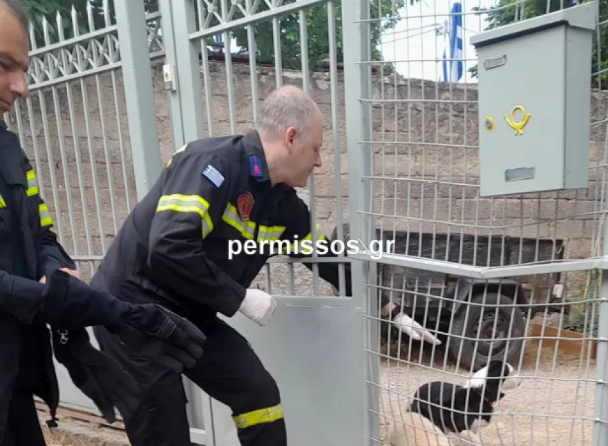 Θήβα: Πυροσβέστες έσωσαν σκυλίτσα - Σφήνωσε σε πλαστικό μπουκάλι και δεν έπαιρνε ανάσα