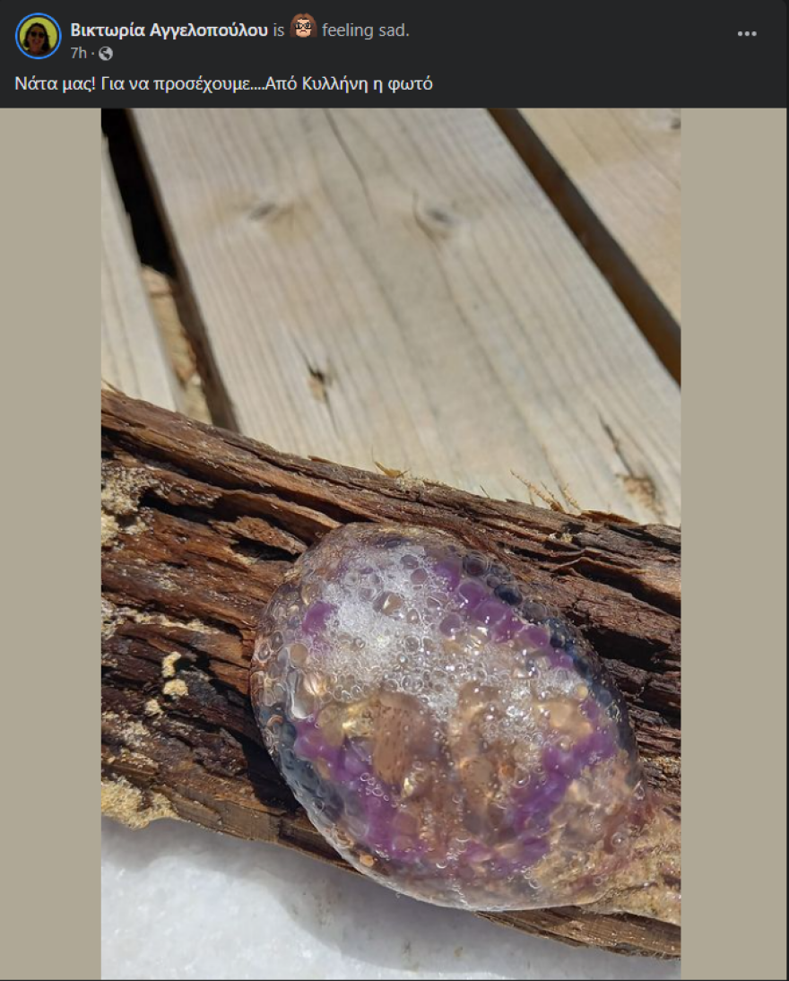 Ηλεία: Βρέθηκε στην παραλία μωβ μέδουσα 