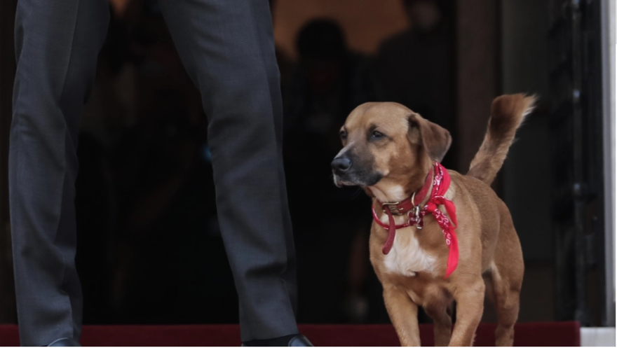 Στέλιος Πέτσας - Ζώα συντροφιάς: Το νέο πλαίσιο εφαρμογής για την ευζωία τους, σε τι αφορά - Όλη η Εγκύκλιος