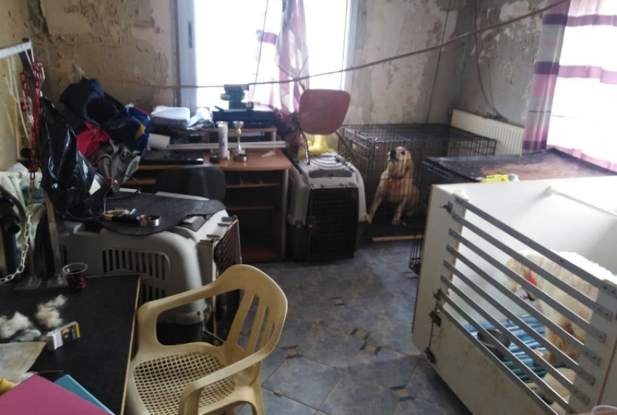 Θεσσαλονίκη: Δίωξη στην 60χρονη που κρατούσε 16 σκυλιά σε διαμέρισμα στην Τούμπα 