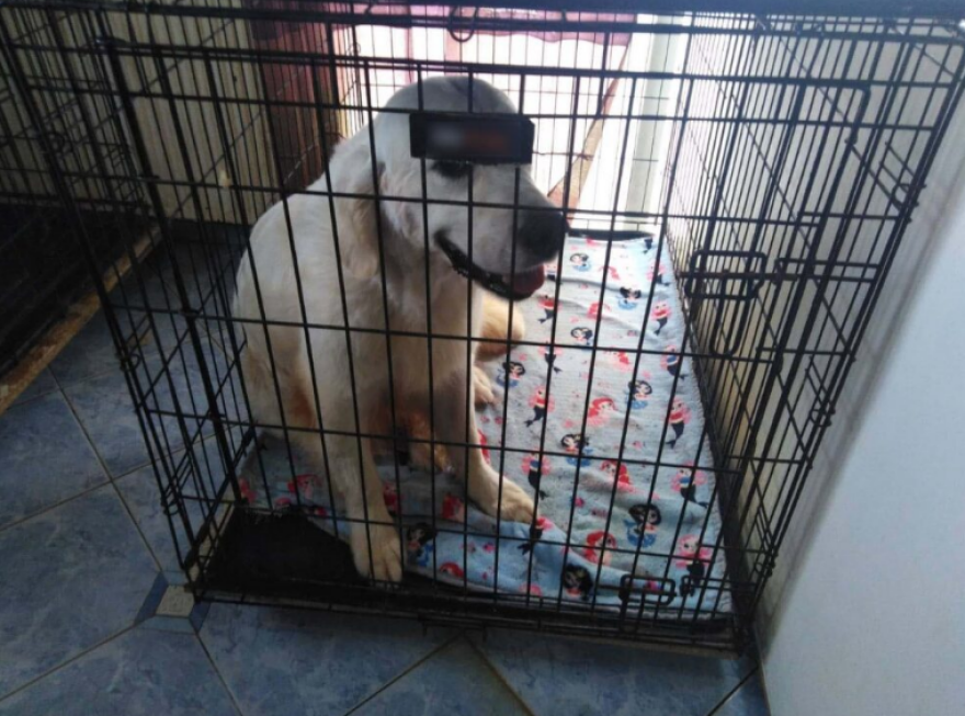 Θεσσαλονίκη: Εδώ κρατούσε τα 16 σκυλιά η 60χρονη που συνελήφθη για κακοποίηση