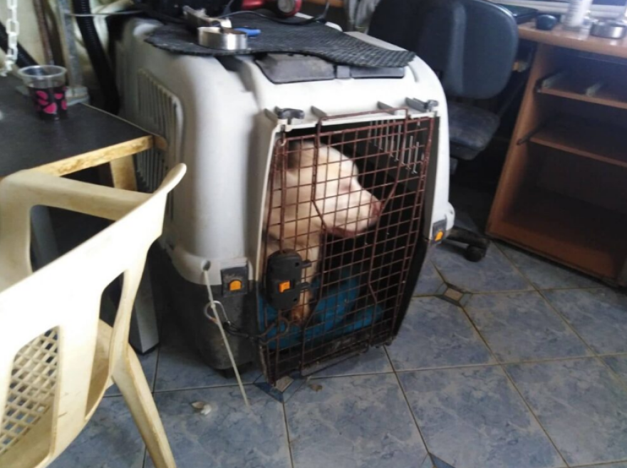 Θεσσαλονίκη: Εδώ κρατούσε τα 16 σκυλιά η 60χρονη που συνελήφθη για κακοποίηση