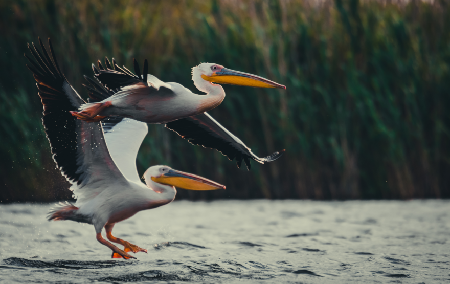 Σε κίνδυνο οι αργυροπελεκάνοι στις Πρέσπες, μόλις εκατό κατειλημμένες φωλιές