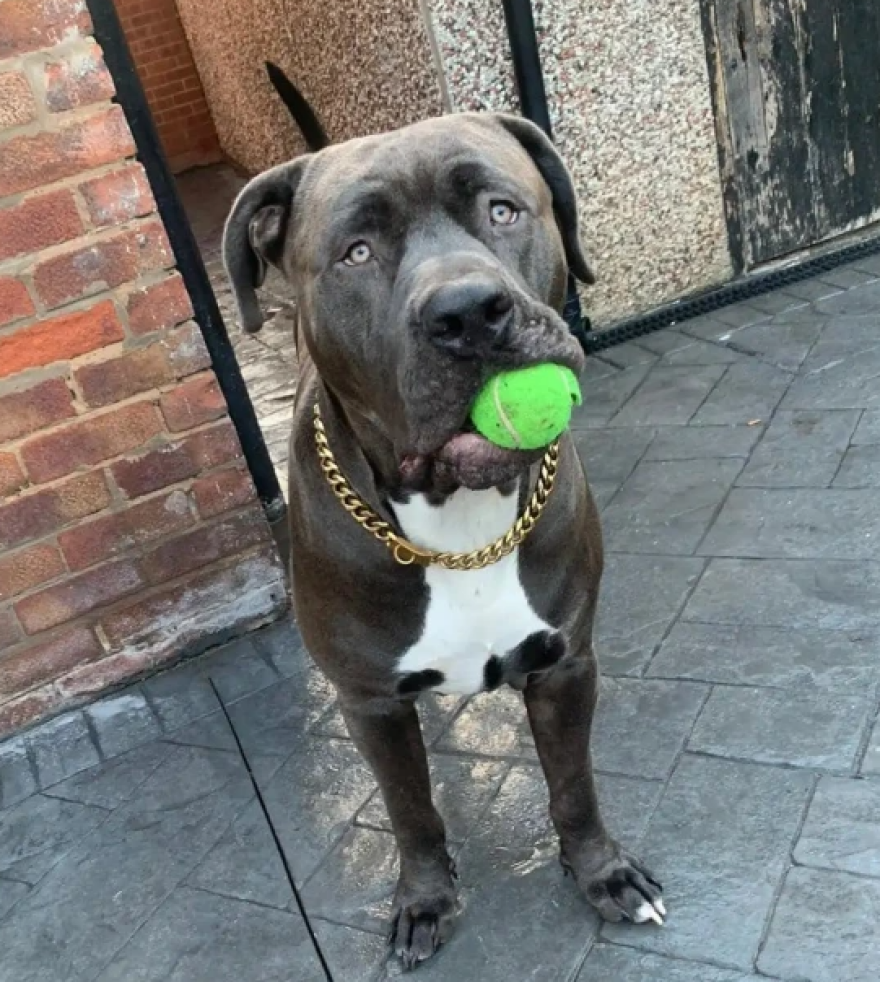 Βρετανία:  Μητέρα 2 παιδιών κατασπαράχθηκε από τον σκύλο της - Τι λέει η οικογένεια