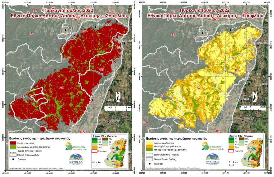 Δαδιά: Μικρότερη απ' ό,τι είχε αρχικά εκτιμηθεί η περιβαλλοντική ζημιά - Δείτε χάρτες