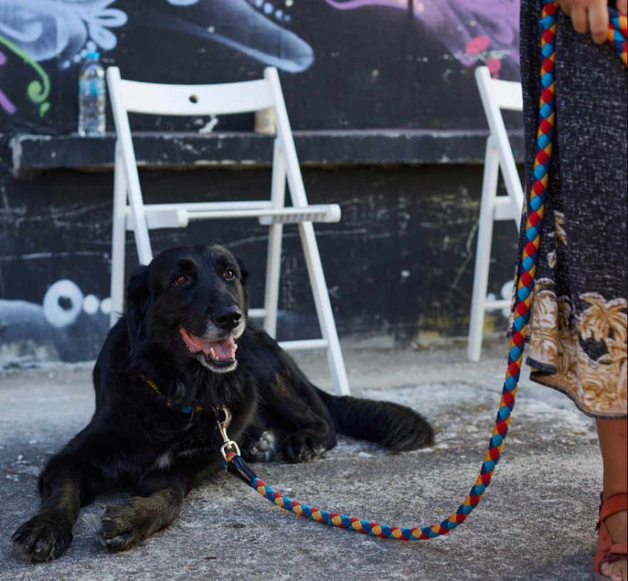 Ημέρα υιοθεσίας Dogs' Voice: Δώδεκα πυρόπληκτα σκυλάκια αναζητούν σπίτι