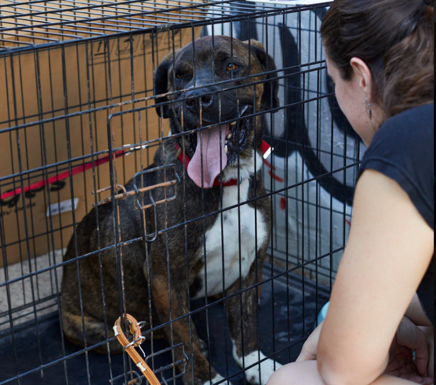 Ημέρα υιοθεσίας Dogs' Voice: Δώδεκα πυρόπληκτα σκυλάκια αναζητούν σπίτι