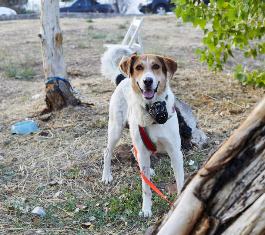 Ημέρα υιοθεσίας Dogs' Voice: Δώδεκα πυρόπληκτα σκυλάκια αναζητούν σπίτι