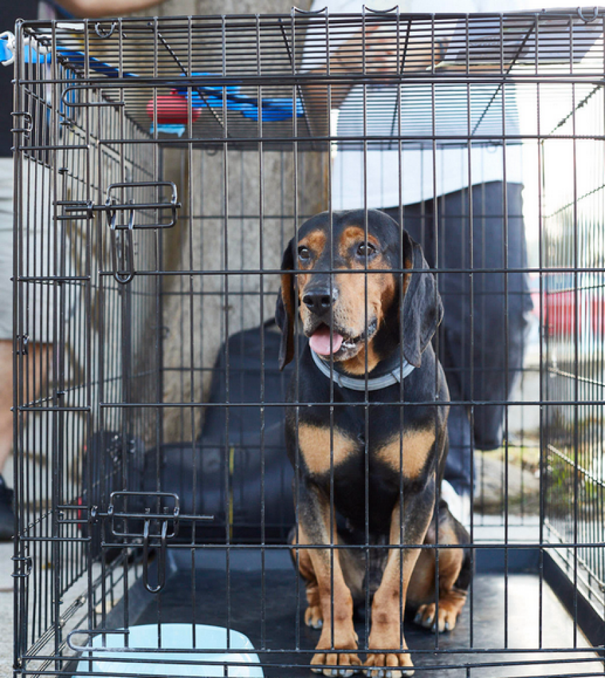 Ημέρα υιοθεσίας Dogs' Voice: Δώδεκα πυρόπληκτα σκυλάκια αναζητούν σπίτι