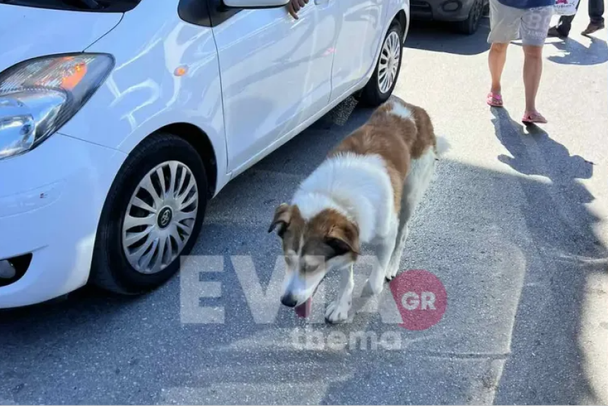 Χαλκίδα: Αδέσποτος σκύλος επιτέθηκε σε γυναίκα και στο κατοικίδιό της