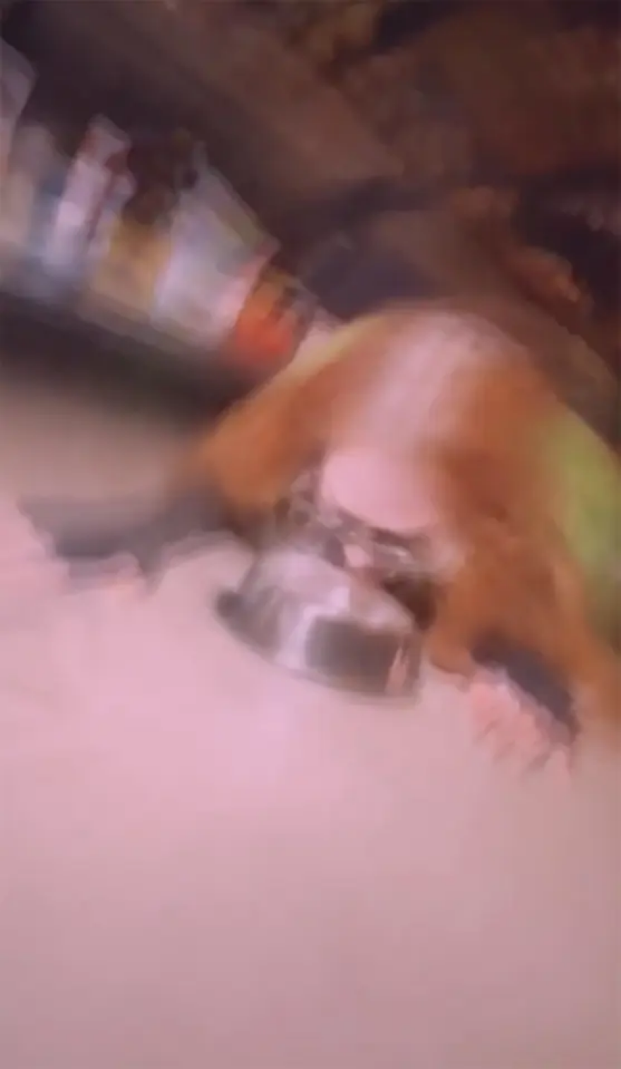 Η Μαντόνα... ξέφυγε: Γλείφει νερό από μπολ σκύλου και ποζάρει σεξουαλικά με διάφορα αντικείμενα - Δείτε βίντεο