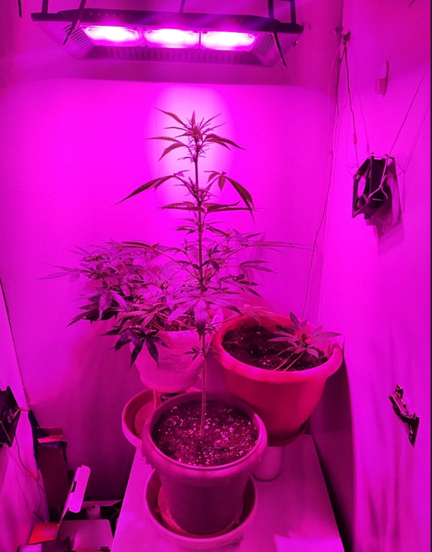 Συλλήψεις σε Σέρρες και Πύργο για ναρκωτικά - Σκύλος ανιχνευτής «μύρισε» την κοκαΐνη