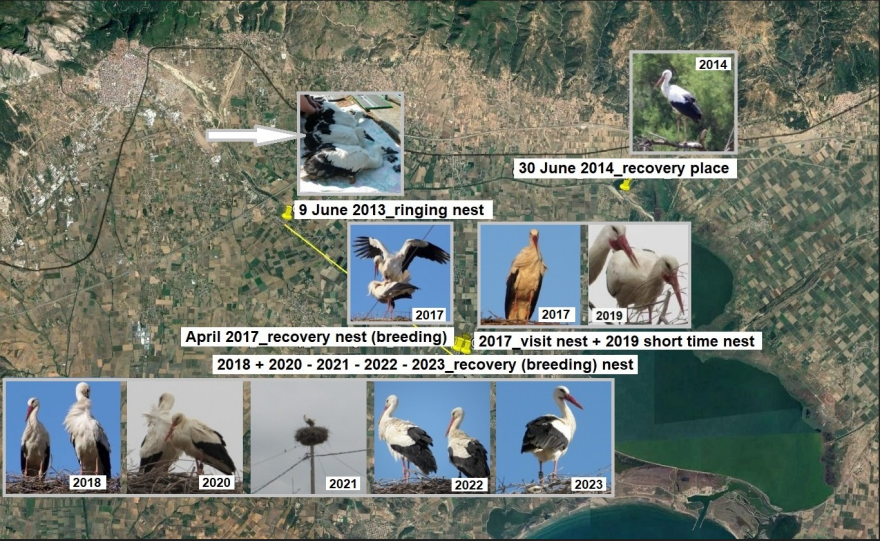 Πελαργός επιστρέφει επί δέκα χρόνια και φωλιάζει στο ίδιο μέρος της Ξάνθης 