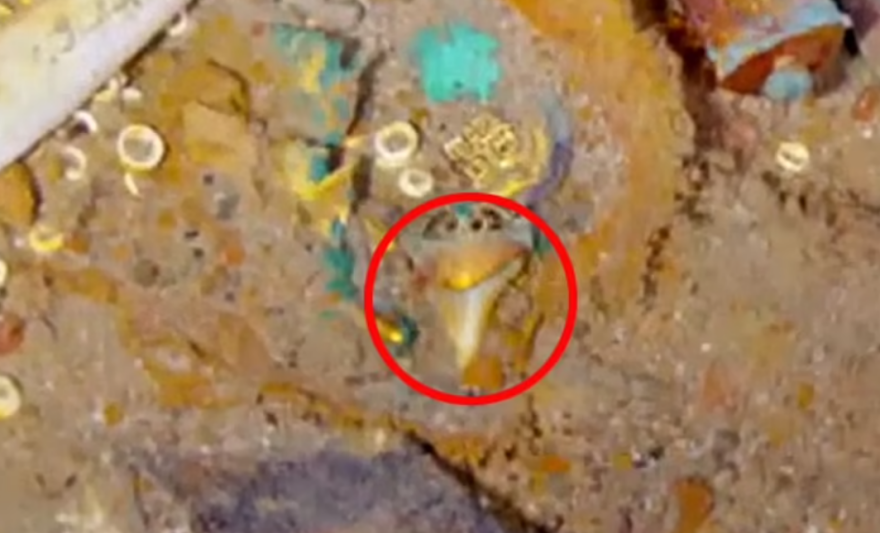 Τιτανικός: Περιδέραιο με δόντι από τον εξαφανισμένο καρχαρία Μεγαλόδοντα βρέθηκε στα συντρίμμια του πλοίου