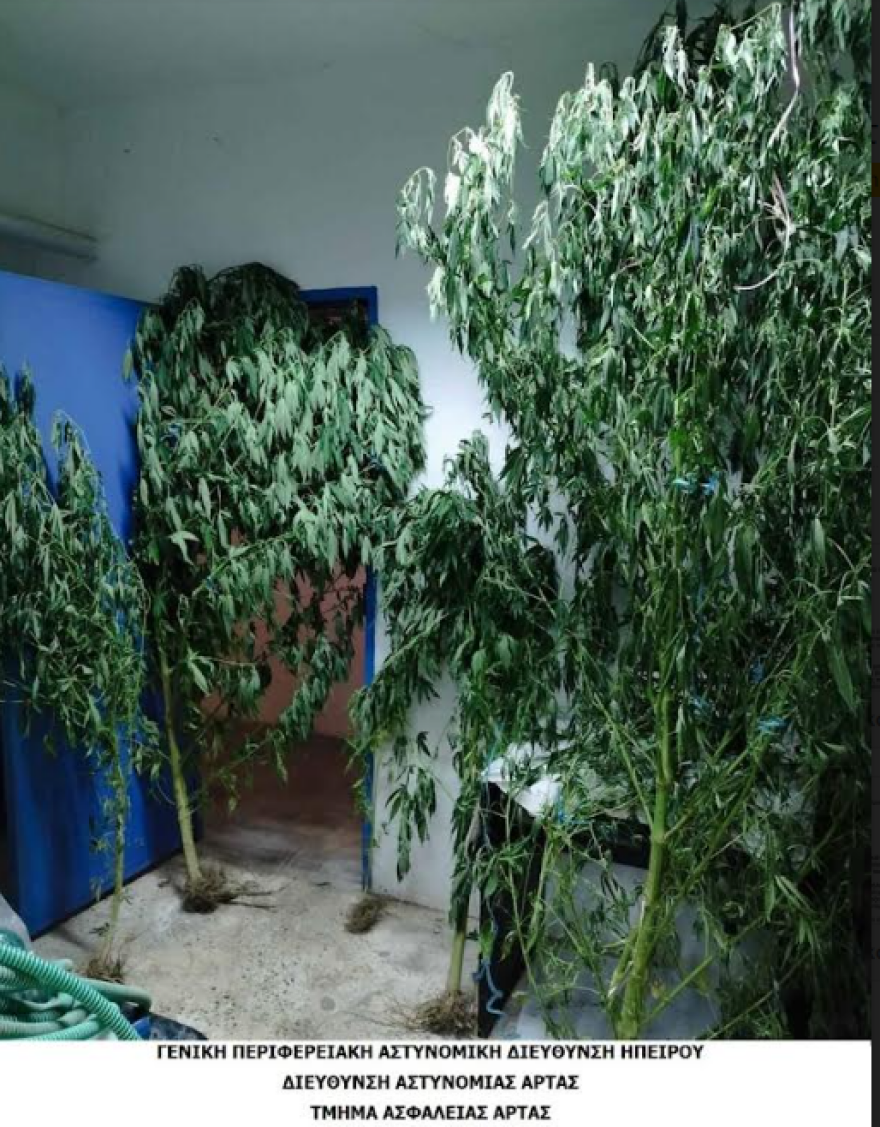 Σε χωράφι κοντά στο σπίτι του καλλιεργούσε χασισόδεντρα ύψους... 3 μέτρων