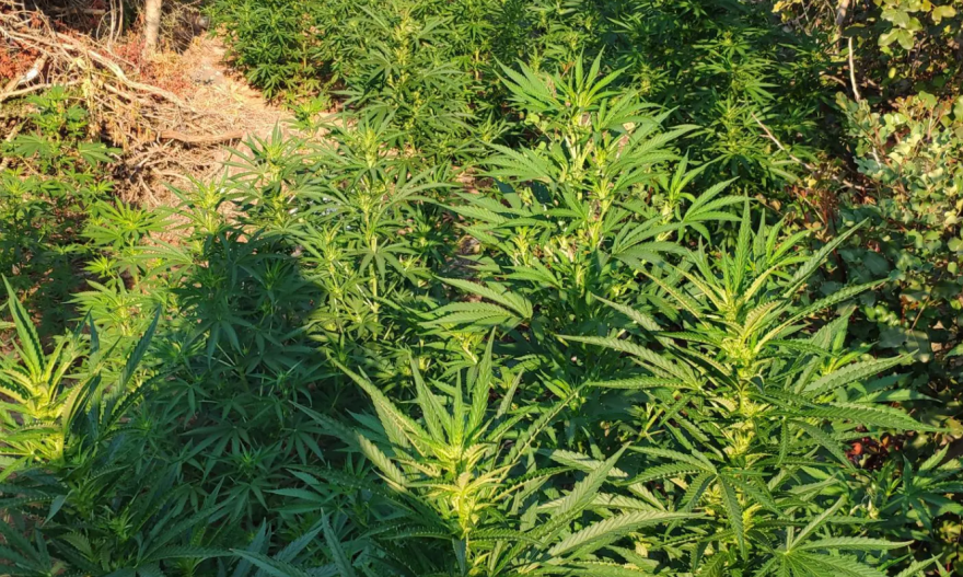 Τρεις συλλήψεις σε φυτεία με 324 χασισόδεντρα στο Μυλοπόταμο Ρεθύμνου