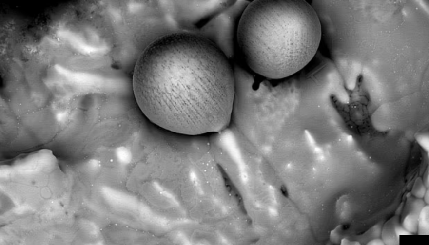 Τα μυστηριώδη σφαιρίδια που βρέθηκαν στον Ειρηνικό έχουν διαστρική προέλευση, λέει καθηγητής του Χάρβαρντ