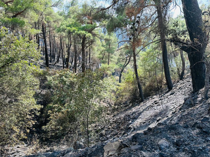 Φωτογραφίες: Έρπουσα η φωτιά στον μικρό πυρήνα της Δαδιάς