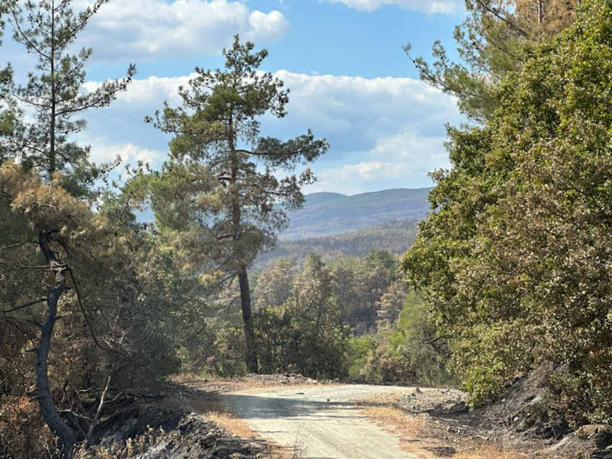 Φωτογραφίες: Έρπουσα η φωτιά στον μικρό πυρήνα της Δαδιάς