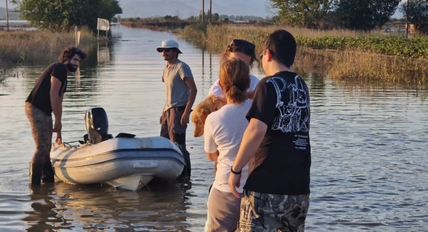 Κακοκαιρία Daniel: Εθελοντές διέσωσαν ένα σκυλάκι στη Μεταμόρφωση της Καρδίτσας