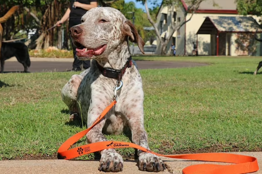 Κακοποίηση ζώων - Αυστραλία: Το στοιχείο κλειδί σε διεστραμμένο βίντεο του Βρετανού ζωολόγου που οδήγησε στη σύλληψή του