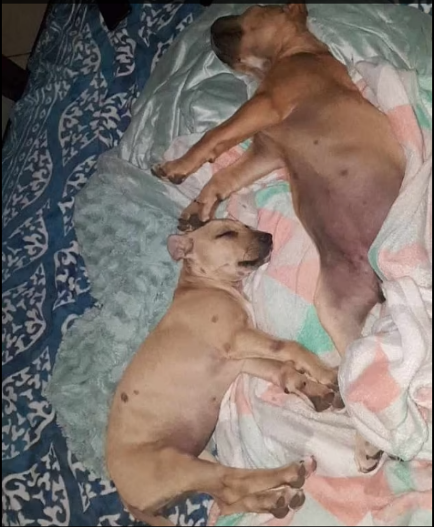 Αυστραλία: Στο φως email του διεστραμμένου Βρετανού ζωολόγου - «Είμαι άνθρωπος που θέλει πάντα έναν σκύλο κοντά του»