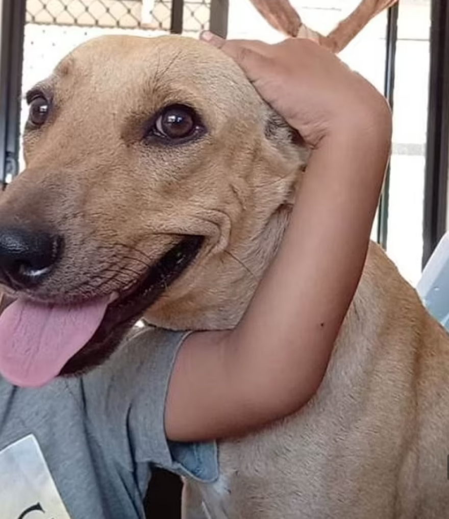 Αυστραλία: Στο φως email του διεστραμμένου Βρετανού ζωολόγου - «Είμαι άνθρωπος που θέλει πάντα έναν σκύλο κοντά του»